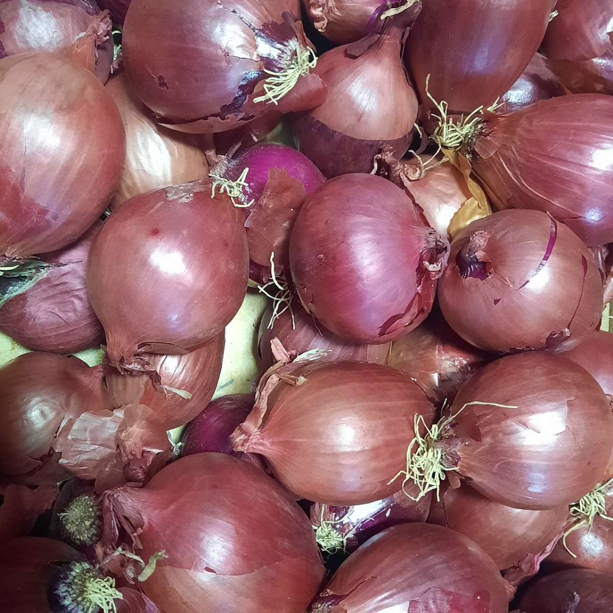 Oignons rouges (au kilo)